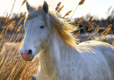 Imagen de Camargue