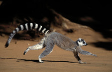 Imagen de Lemur catta