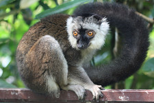 Imagen de Eulemur albifrons