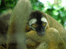 Imagen de Eulemur rufus