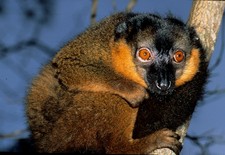 Imagen de Eulemur collaris