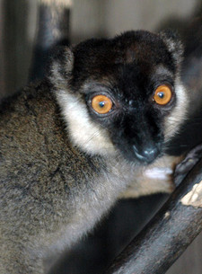 Imagen de Eulemur cinereiceps