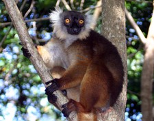 Imagen de Eulemur macaco