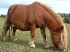 Imagen de Poni de las Shetland