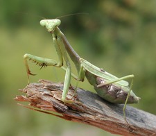 Imagen de Mantis religiosa