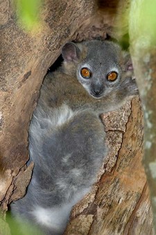 Imagen de Lepilemur dorsalis