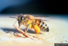 Imagen de Apis mellifera scutellata