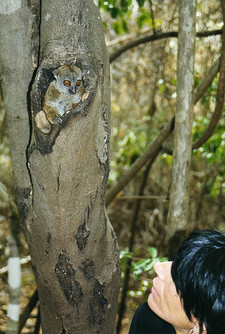 Imagen de Lepilemur fleuretae