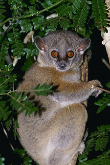 Imagen de Lepilemur ruficaudatus