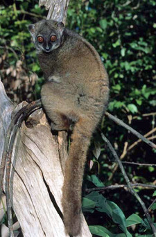 Imagen de Lepilemur sahamalazensis