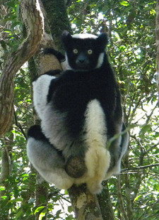 Imagen de Indri indri