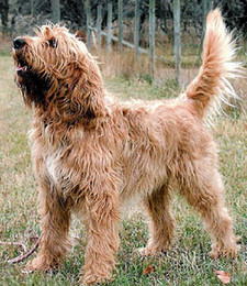 Imagen de Otterhound