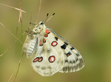 Imagen de Parnassius apollo