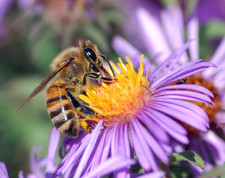 Imagen de Apis mellifera