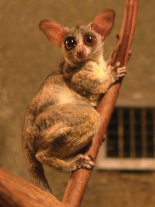 Imagen de Galago senegalensis