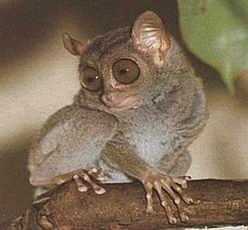 Imagen de Tarsius pumilus