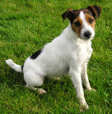 Imagen de Parson Russell Terrier