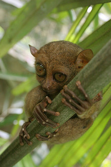 Imagen de Tarsius syrichta