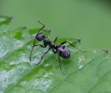 Imagen de Formica fusca