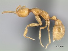 Imagen de Martialis heureka