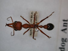 Imagen de Myrmecia