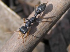 Imagen de Myrmecia pilosula