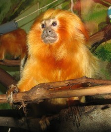 Imagen de Leontopithecus rosalia