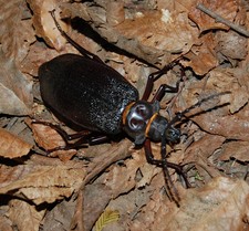 Imagen de Acanthinodera cummingi