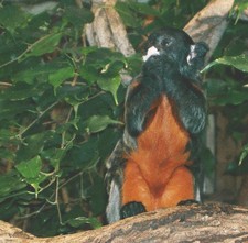 Imagen de Saguinus labiatus