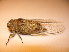 Imagen de Cicadidae