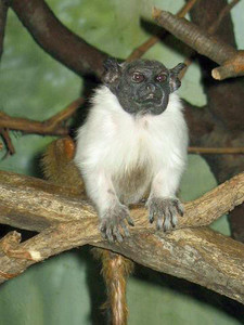 Imagen de Saguinus bicolor