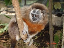 Imagen de Saguinus leucopus