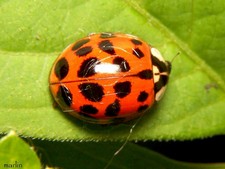 Imagen de Harmonia axyridis