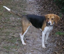 Imagen de Beagle-Harrier