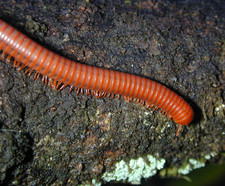 Imagen de Diplopoda