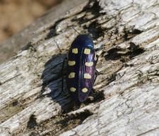 Imagen de Buprestidae