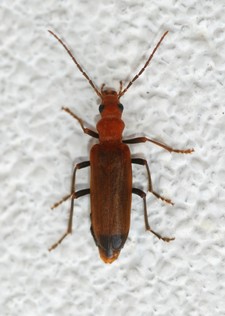 Imagen de Nacerdes melanura