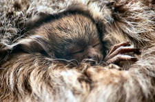 Imagen de Callicebus donacophilus