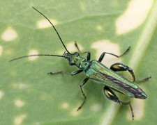 Imagen de Oedemera nobilis