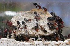 Imagen de Crematogaster scutellaris