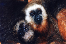 Imagen de Callicebus oenanthe