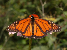 Imagen de Danaus plexippus