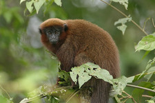 Imagen de Callicebus moloch