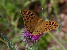 Imagen de Argynnis pandora