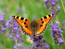 Imagen de Aglais urticae