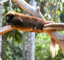 Imagen de Callicebus nigrifrons