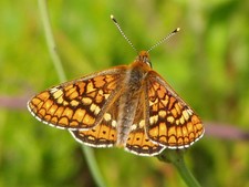 Imagen de Euphydryas aurinia