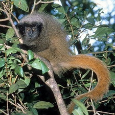 Imagen de Callicebus personatus