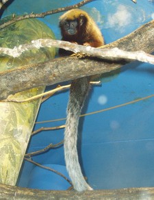 Imagen de Callicebus cupreus