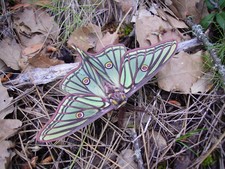 Imagen de Actias isabellae